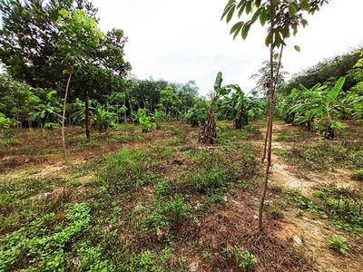10 Rai land area in Ban Tao Pun Hai, Klaeng, Rayong - Land -  - 