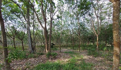 Cheap land with rubber tree cultivation by concrete road - Land - Chak Don - Chak Don