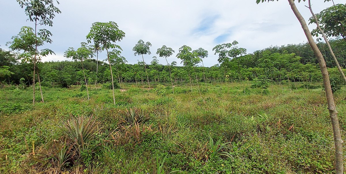 18.5 Rai for residential area or resort in Map Lao Cha-On, Chak Phong, Rayong - Land - Chak Phong - Pakarang