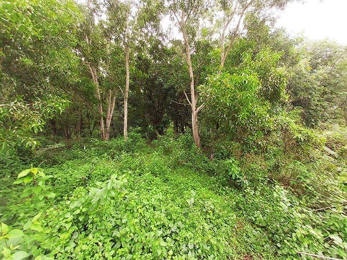 2.5 Rai land that can easily be extended to 4.4 Rai, in Mae Phim - Land - Mae Phim - Mae Phim, Kram, Rayong