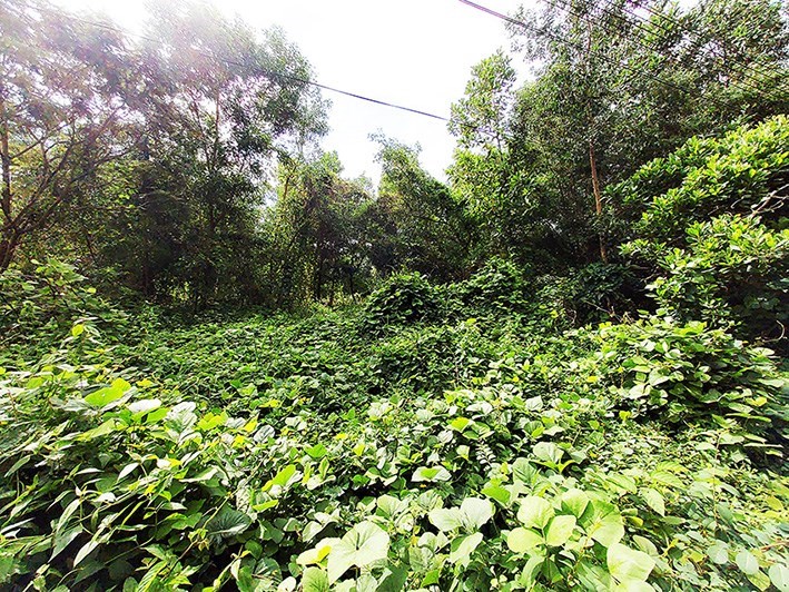Plot of 745 sqm near the existing buildings in Mae Phim - Land - Mae Phim - Mae Phim, Kram, Rayong