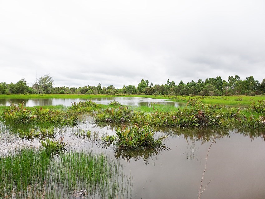 13 Rai land which can easily be extended to 29 Rai or 36 Rai, in Mae Phim - Land - Mae Phim - Mae Phim, Kram, Rayong
