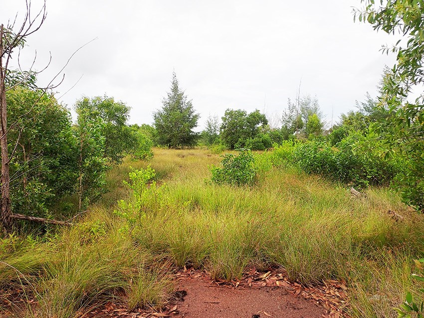 16 Rai land which can easily be extended with land on both sides, in Mae Phim - Land - Mae Phim - Mae Phim, Kram, Rayong