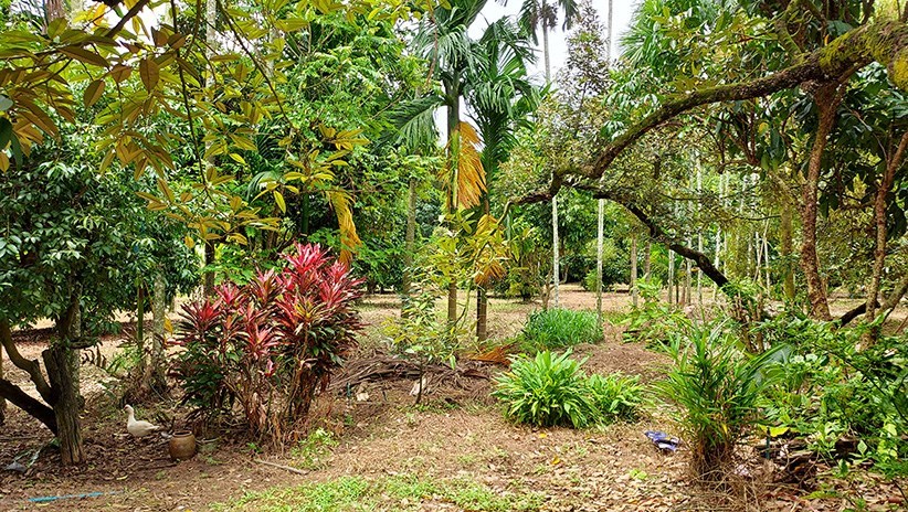 Profitable durian garden of 4.86 Rai with large house - Land -  - 