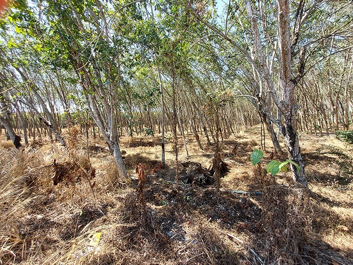 25 Rai land near industrial park in Rayong - Land -  - 