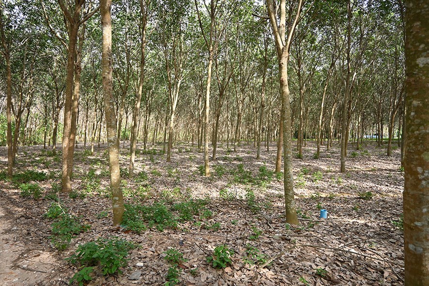 Cheap land north of road Sukhomvith, Rayong - Land -  - 