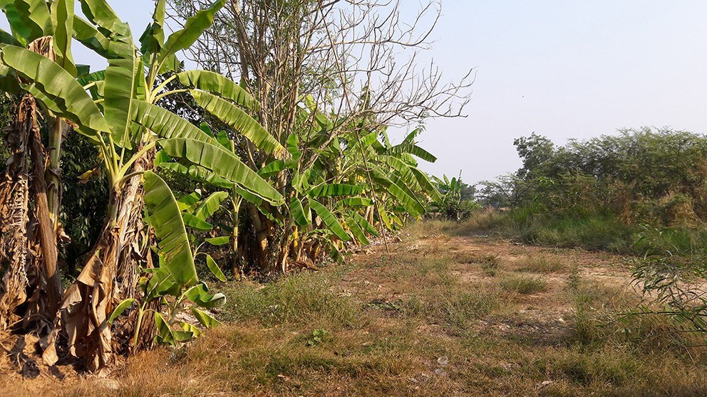 500 sqm plot in Ban Kram, Mae Phim, Rayong, suitable for a villa - Land - Ban Kram - Ban Kram, Kram, Rayong